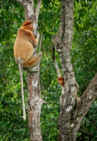 Kahau nosaty - Nasalis larvatus - Proboscis Long-nosed Monkey o8697